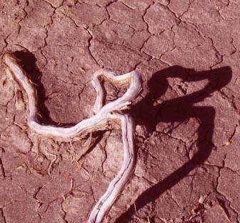 tree root w heart shadow